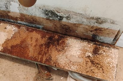 Black Mold vs. Regular Mold: What Actually Matters
